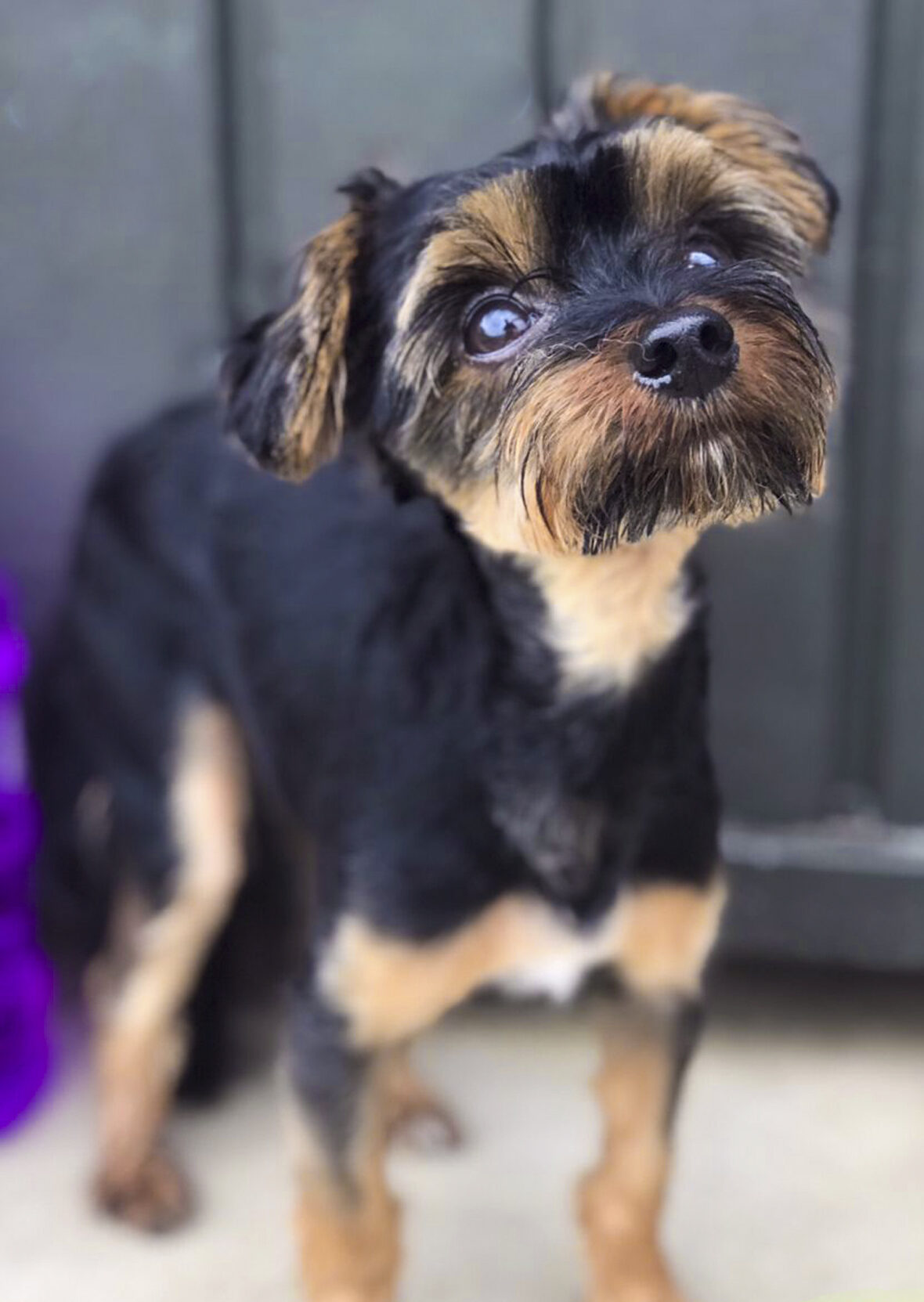 chewie