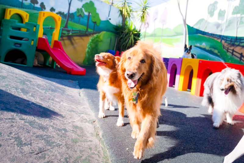 Lipets_cachorro_hotel_creche_foto