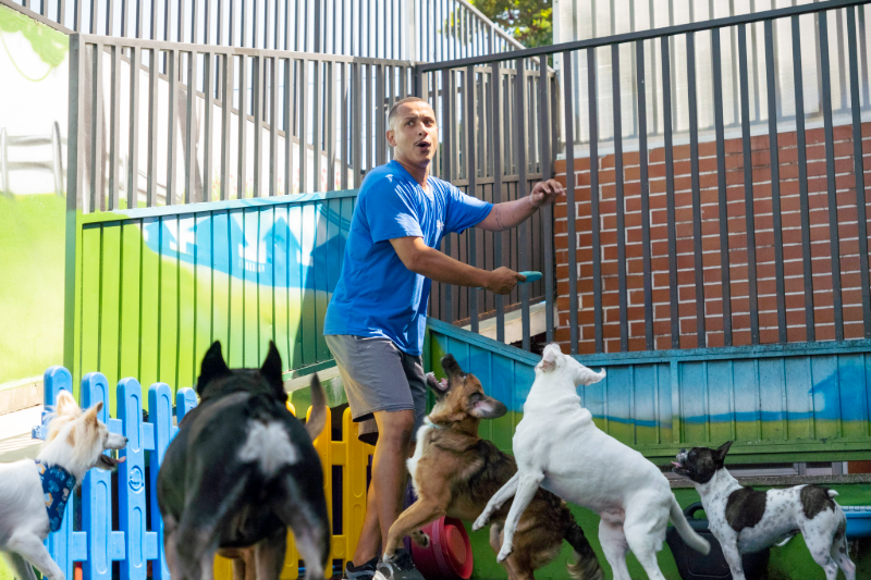 Lipets_cachorro_hotel_creche_foto12