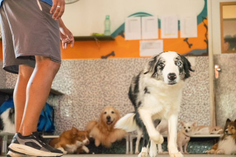 Lipets_cachorro_hotel_creche_foto17