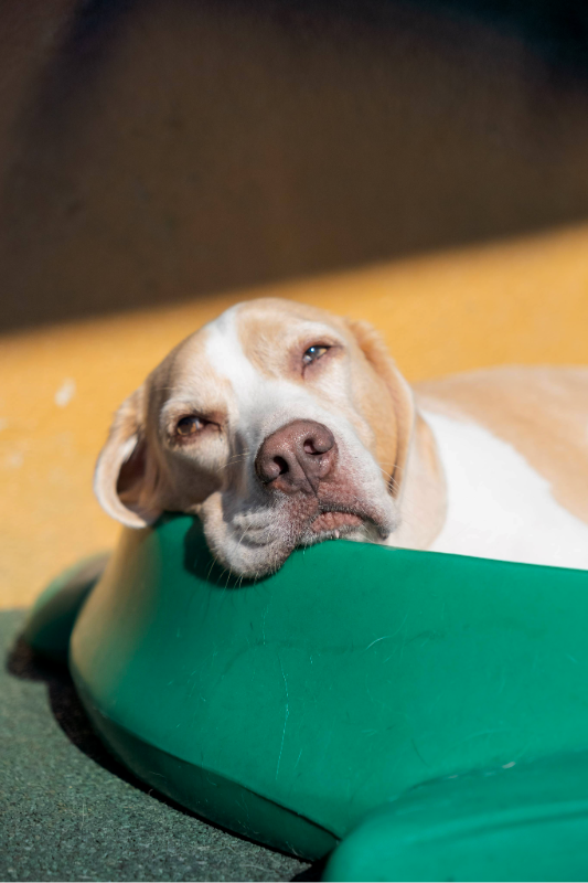 Lipets_cachorro_hotel_creche_foto20
