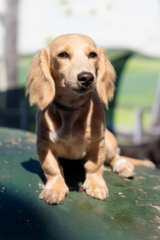 Lipets_cachorro_hotel_creche_foto21