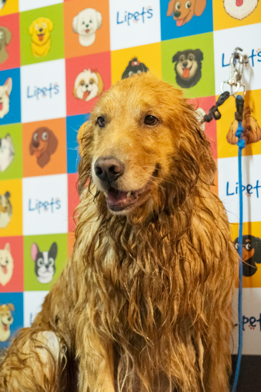 Lipets_cachorro_hotel_creche_foto22