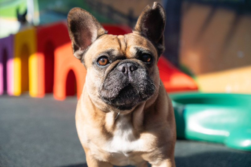 Lipets_cachorro_hotel_creche_foto3