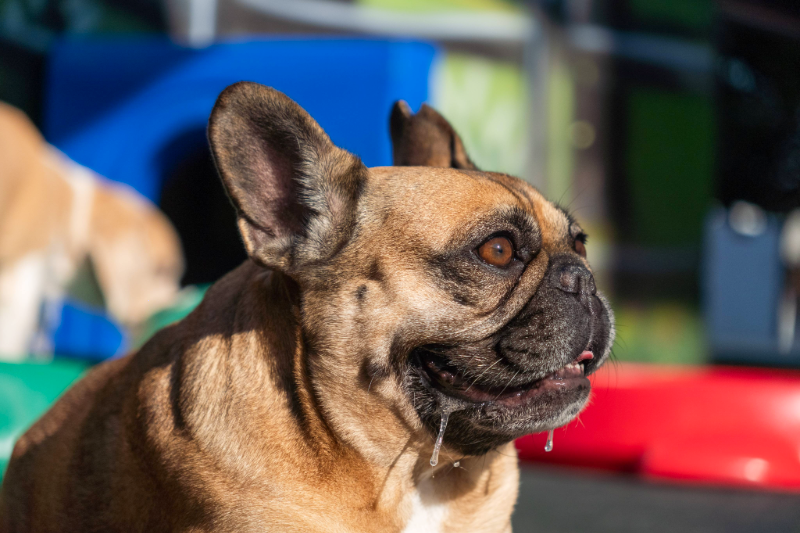 Lipets_cachorro_hotel_creche_foto4
